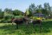 house 8 Rooms for sale on PONT L EVEQUE (14130)